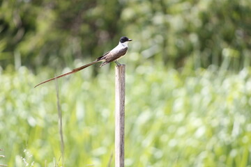 bird on the grass