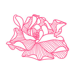 Illustration of delicate rose.