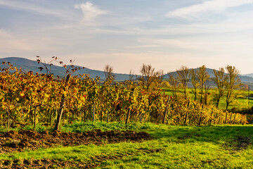 sunset over the Chianti hills of Siena in Tuscany in autumn