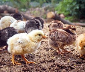 Small chicken on the farmyard.