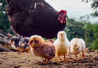 Chicken with chickens in the farmyard.