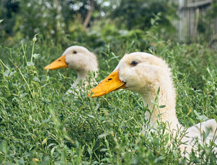 Domestic ducks on the farm.