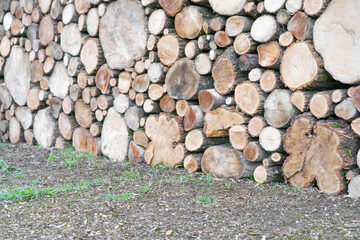 Many felled trees and firewood