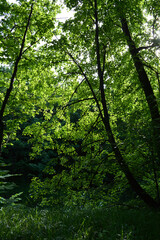 Fototapeta na wymiar Green forest in summer. Beautiful russian landscape