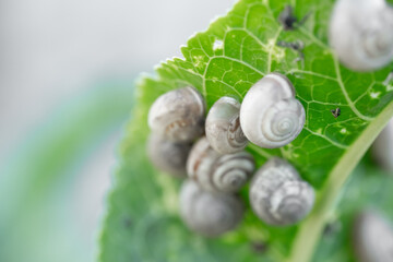 Many snails are sitting on a leaf