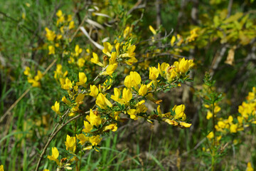 Yellow flowers of Laburnum bush in spring day
