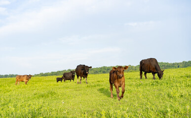 Fototapeta na wymiar Cows graze in the meadow