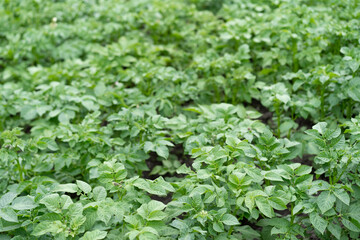 Fototapeta na wymiar Growing potatoes as background or texture