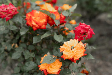 Orange roses blooming in the garden