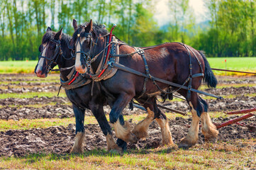 Draft Horses Plowing a Field