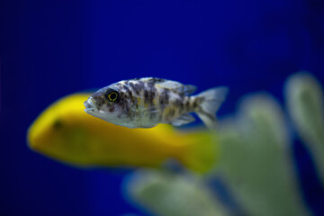 .Fish Pseudotropheus lombardoi  in the aquarium