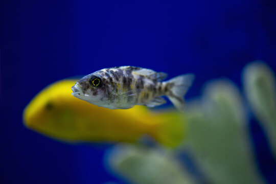 .Fish Pseudotropheus lombardoi  in the aquarium