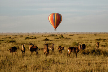 Waterbuck (Kobus ellipsiprymnus) family standing, with a  a hot air balloon in the background, on...