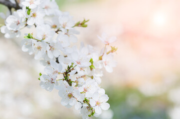 A branch with cherry or apricot flowers in the sunlight, against the background of other flowers in a blur. Concept of the arrival of spring and the onset of warm weather
