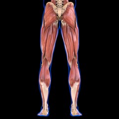 Leg Muscle Anatomy For Medical Concept 3D
