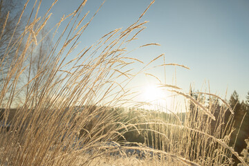 Fototapeta premium Early winter morning landscape