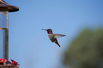 Hummingbird in mid-air approaching nectar feeder