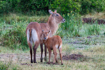 Waterbuck (Kobus ellipsiprymnus). After a heavy rain shower the wet waterbuck mother and calf are standing on the savannah of the Masai Mara National Park in Kenya
