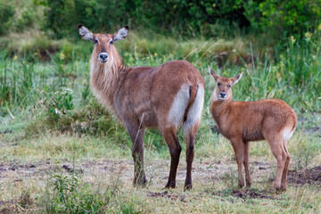 Waterbuck (Kobus ellipsiprymnus). After a heavy rain shower the wet waterbuck mother and calf are standing on the savannah of the Masai Mara National Park in Kenya