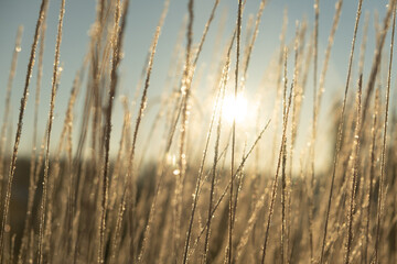 Obraz premium Frozen brilliant grass in the winter morning