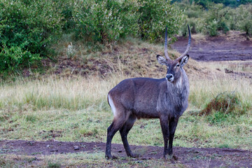 Waterbuck (Kobus ellipsiprymnus). After a heavy rain shower the wet waterbuck male is standing on the savannah of the Masai Mara National Park in Kenya