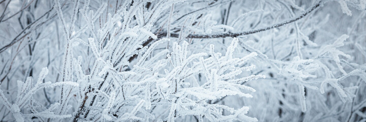 Snow and rime ice on the branches of bushes. Beautiful winter background with trees covered with...