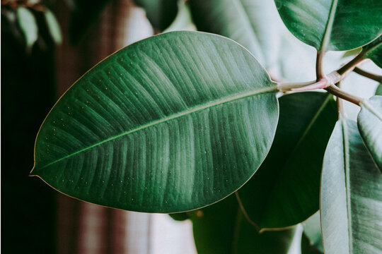 Close-up Ficus rubber flower. Beautiful green flower. Floral background. Modern houseplants ficus.
houseplants with Ficus Elastica plant.