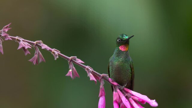 Brazilian ruby (Clytolaema rubricauda) on a salvia flower