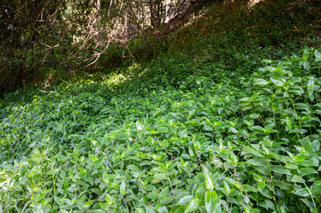 Wandering Jew plant, Tradescantia fluminensis, growing in the forest. Invasive species. Porto.