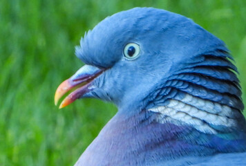 Pigeon ramier