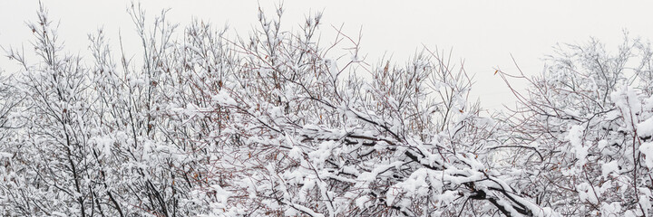 Snow on the branches of trees and bushes after a snowfall. Beautiful winter background with snow-covered trees. Plants in a winter forest park. Cold snowy weather. Cool texture of fresh snow. Panorama