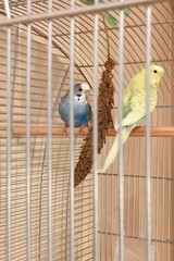 Zwei Wellensittiche sitzen in ihrem Vogelkäfig neben einem Bund Kolbenhirse