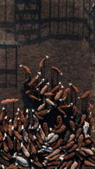 Aerial view of cattle in the corral.