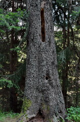 Close-up picture of an old pine trunk with holes in the bark made by birds for use as nests, Rila Mountain, Bulgaria 