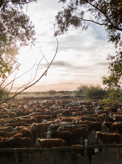 Cattle in the corral. A beautiful sunset.