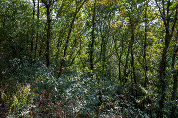 Fototapeta na wymiar Oak forest with bright sunlight. Dense green vegetation. Porto.