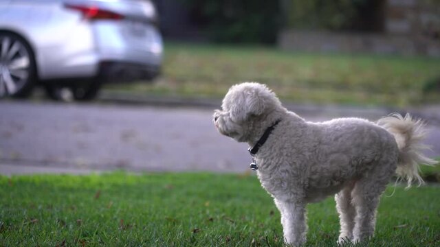 Small White Dog Looking Around