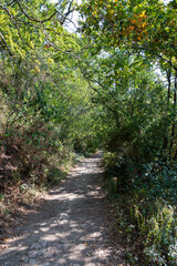 Hiking path in the middle of a dense oak forest.