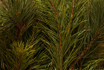Pine tree background. Christmas fir tree green branches. New Year, celebration, holiday, plant concept. Cover, pattern, texture