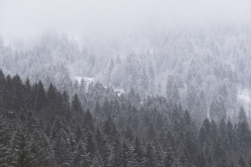 Waldlandschaft im Winter 