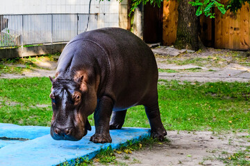 Hippopotamus (Hippopotamus amphibius). Young female of the hippo