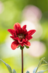 Red flower on a summer day - 399586250