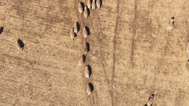 Aerial of Sheep mustering by drone. Dry farmland during drought, Global warming