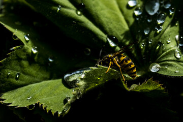 Wasp Drinking from water drop - 399586406