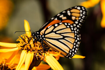 Butterfly on orange flower
