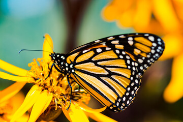 Butterfly on orange flower - 399586464