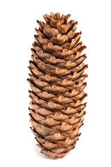 Pine cone