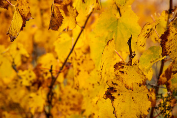 the colors of autumn in the countryside and in the vineyards, details, and texture. bokeh photofraphy