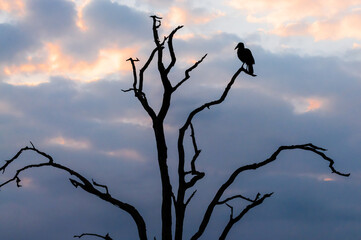 Vulture silhouetted in a tree at dusk. Kruger National Park, South Africa