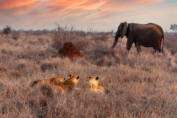 Lions hidden in the bush watching an unaware elephant passing by at sunset. Hlane National Park, Swaziland-eSwatini